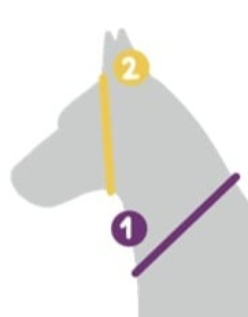 Loop für den Hund